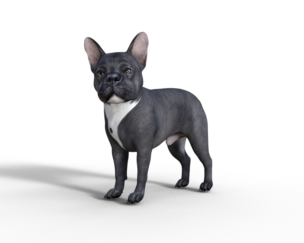 French Bulldog Rigged Animated  Low-poly 3D model_20