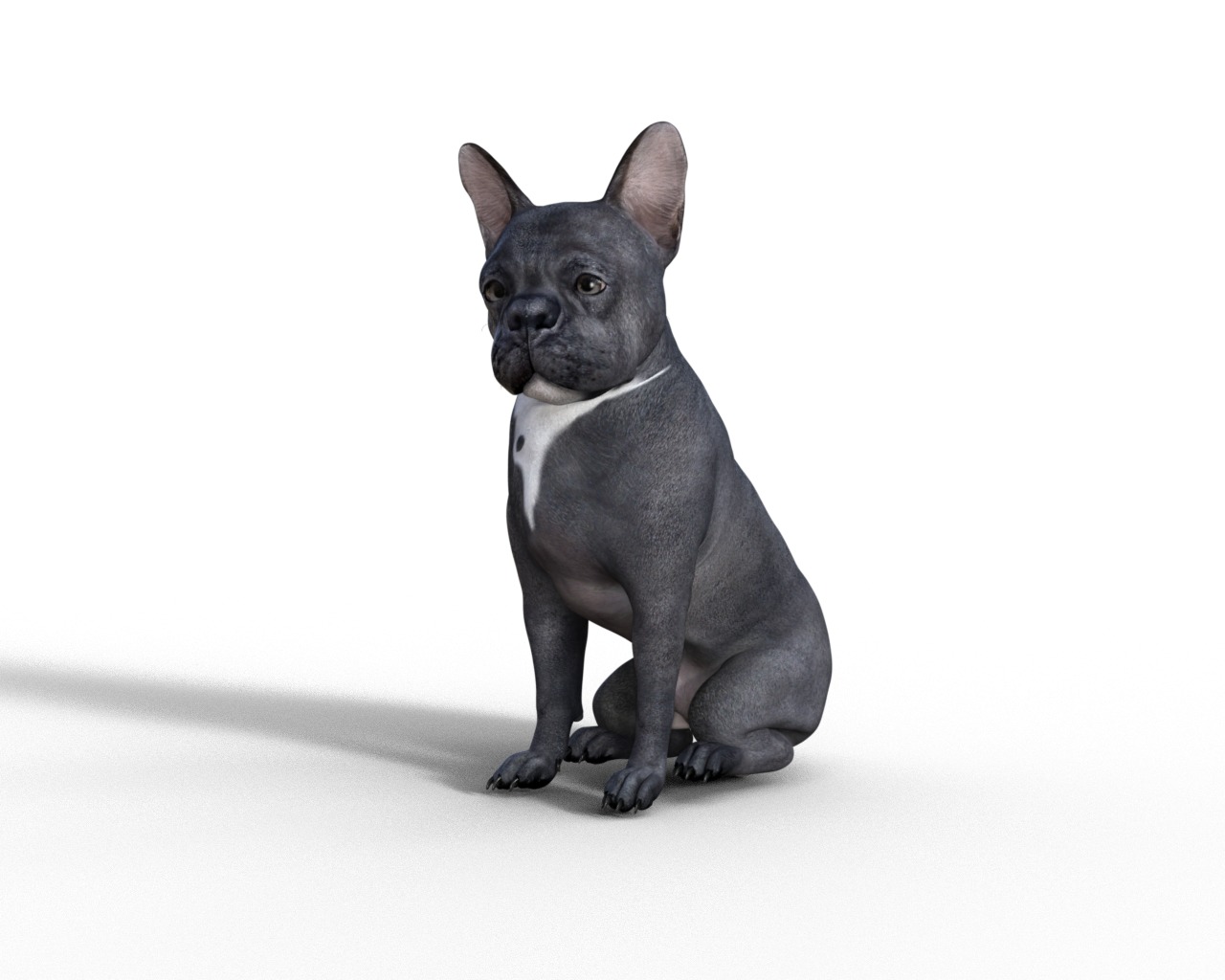 French Bulldog Rigged Animated  Low-poly 3D model_8