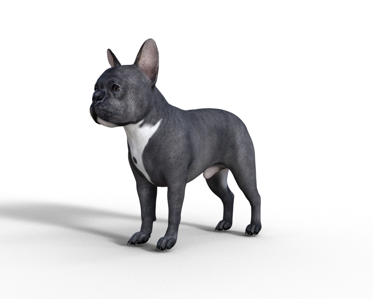 French Bulldog Rigged Animated  Low-poly 3D model_3
