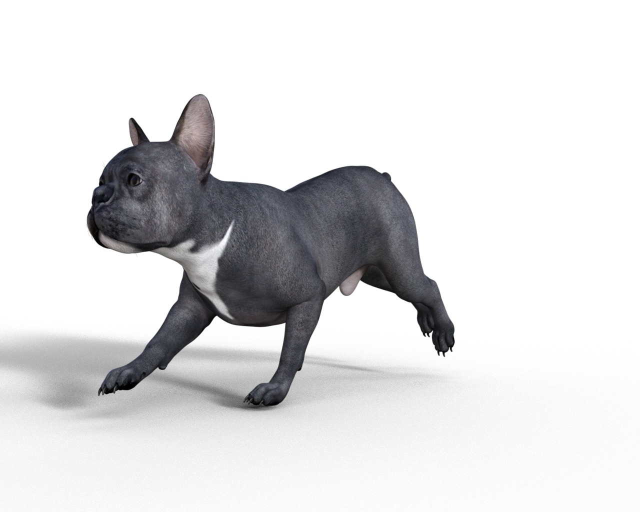 French Bulldog Rigged Animated  Low-poly 3D model_12