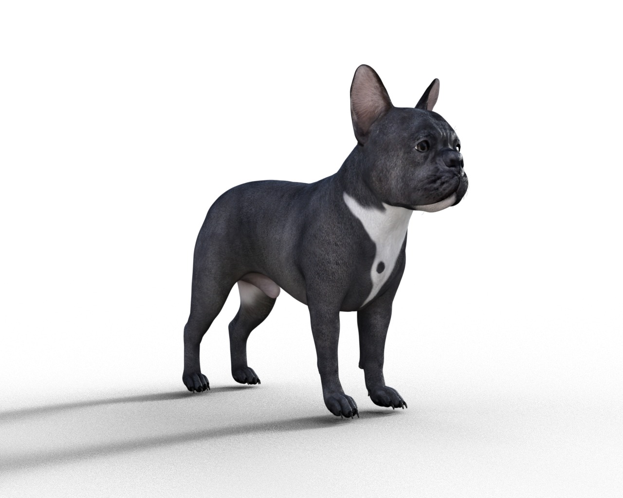 French Bulldog Rigged Animated  Low-poly 3D model_14