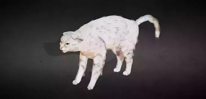 TSH Cat Animated Low-poly 3D model
