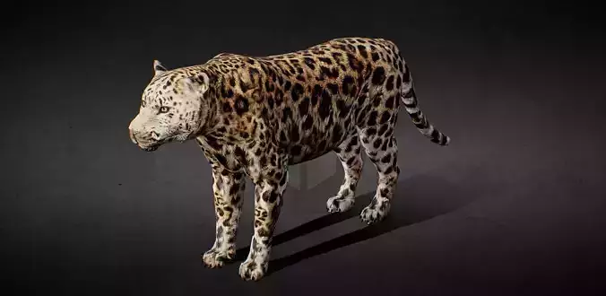Leopard Animated Riged Low-poly 3D model
