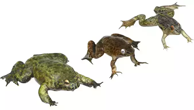 Asia Frog Pack 3D model