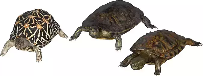Asia Turtle Pack