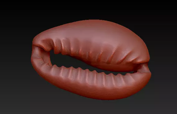 Cowrie 3D print model