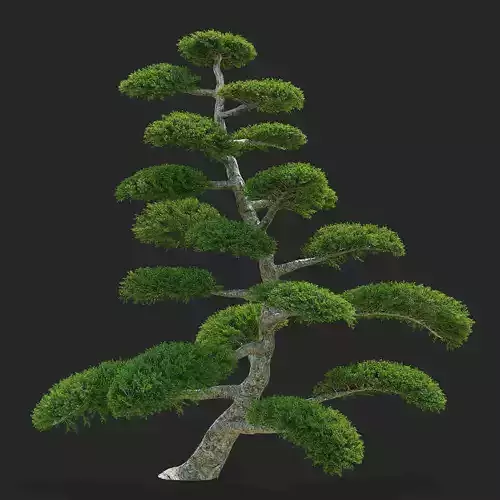  Juniperus niwaki 2