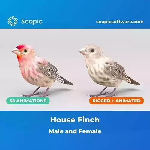 3D Bird Pack House Finch Male and Female Low-poly 3D model Low-poly 3D model