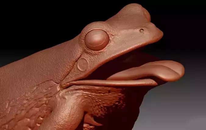 American Tree Frog 3D model