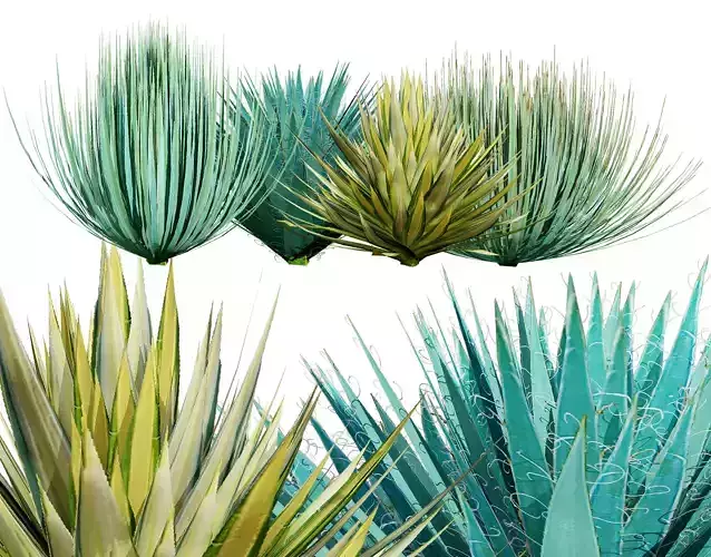 Yucca gloriosa 3D Model Low-poly 3D model
