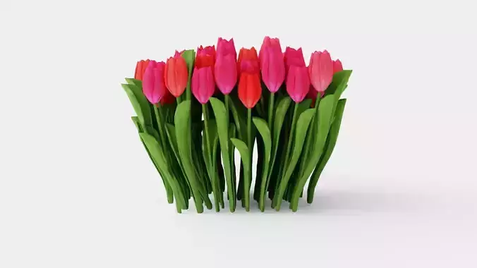 Tulip Flowers