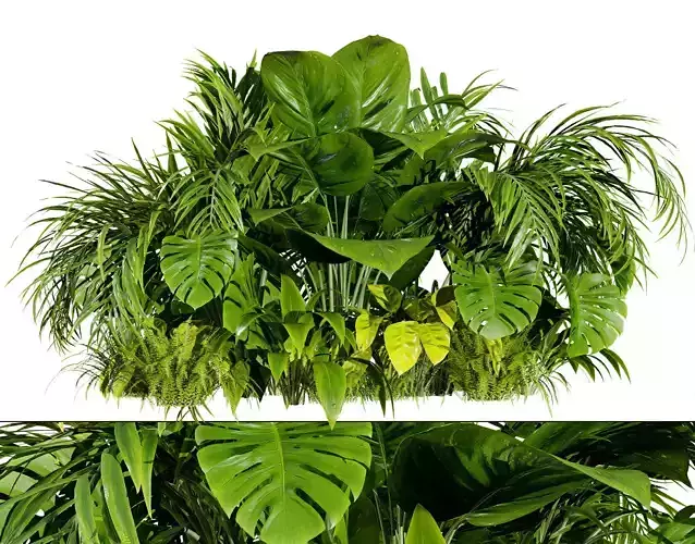 Tropical Plants Collection Low-poly 3D model