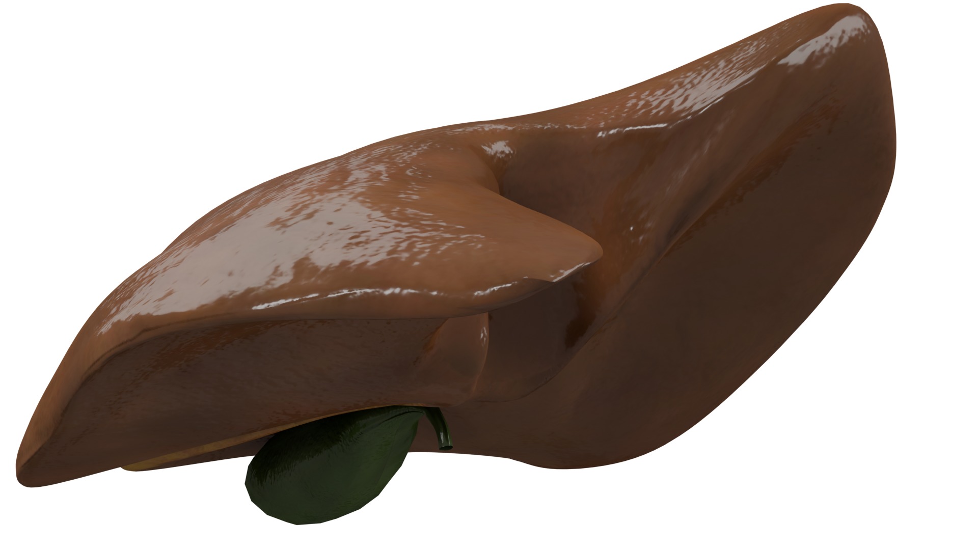 Liver 3D model_3