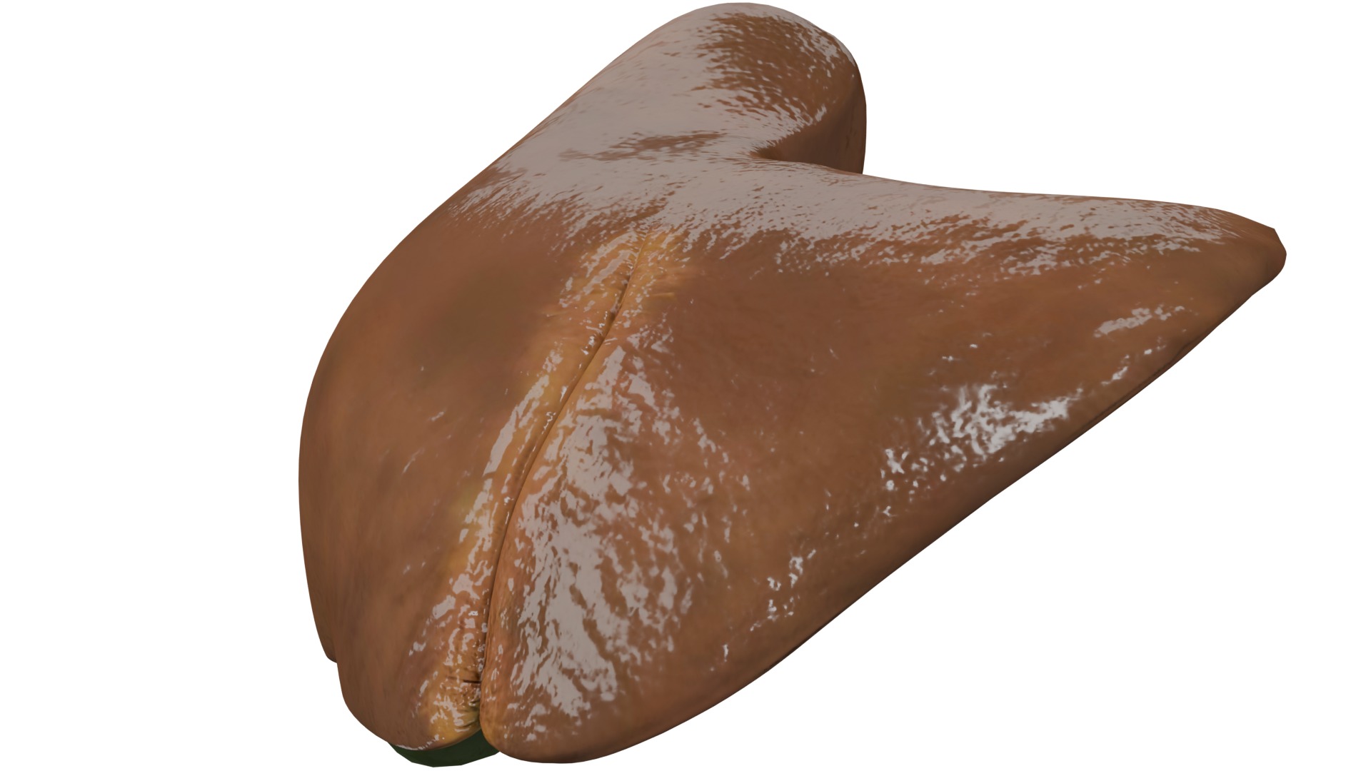 Liver 3D model_2