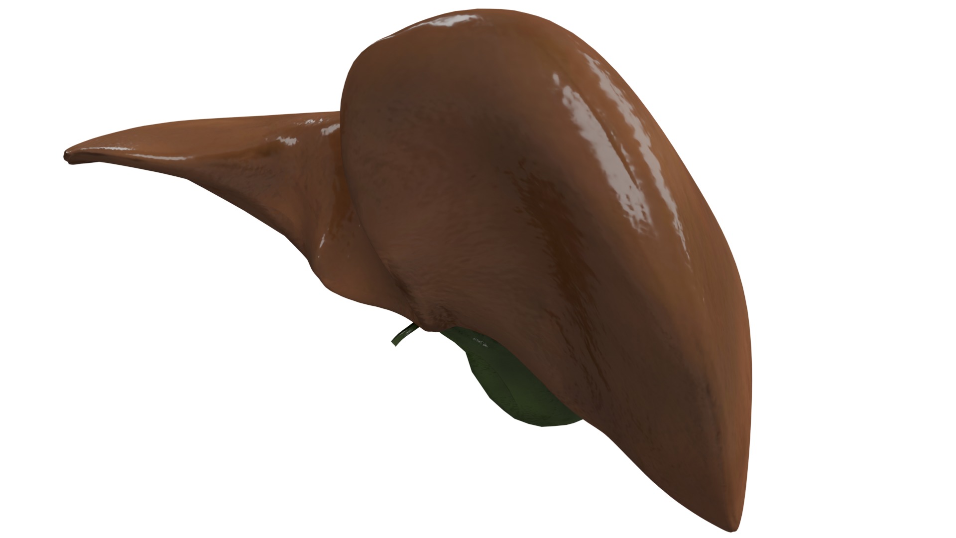 Liver 3D model_5
