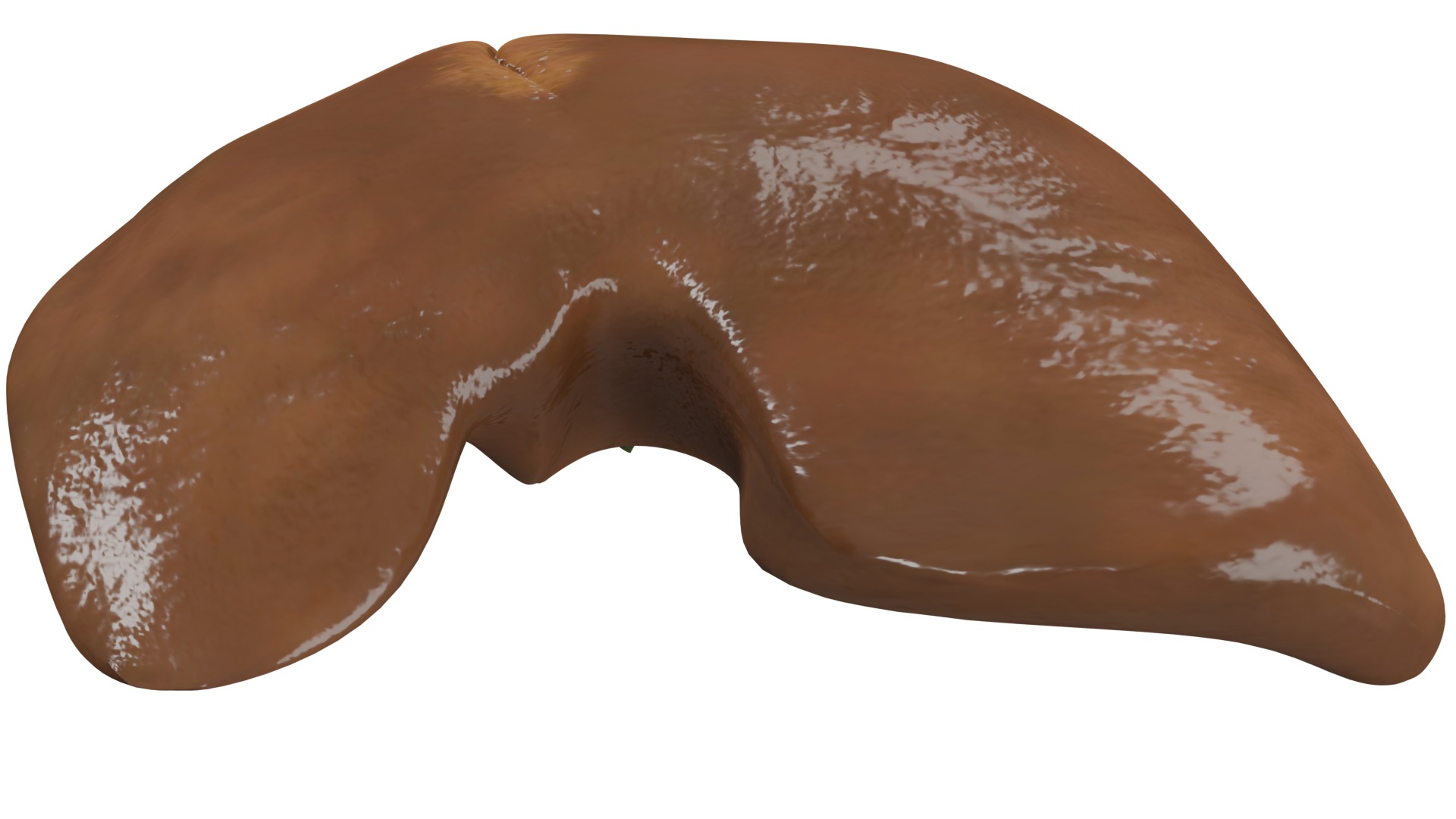 Liver 3D model_8