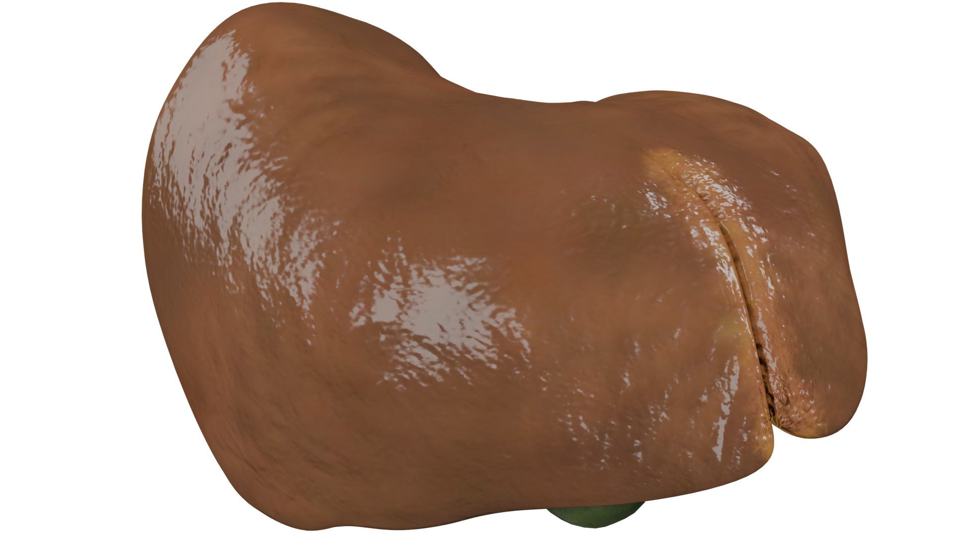 Liver 3D model_7