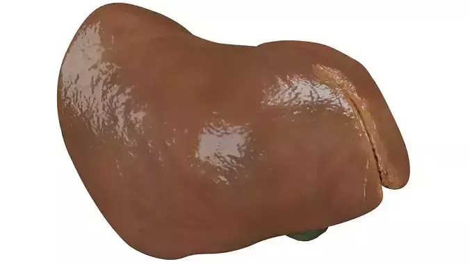 Liver
