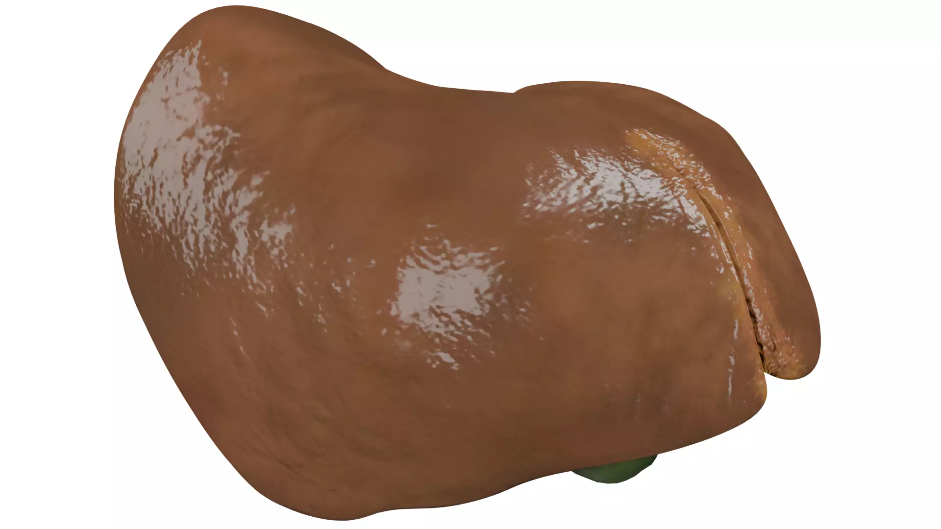Liver 3D model_0