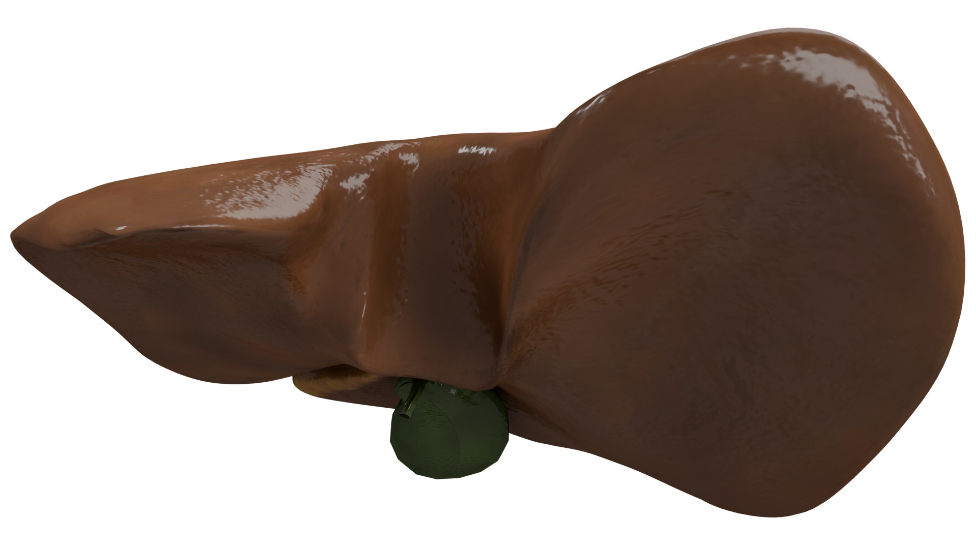 Liver 3D model_4