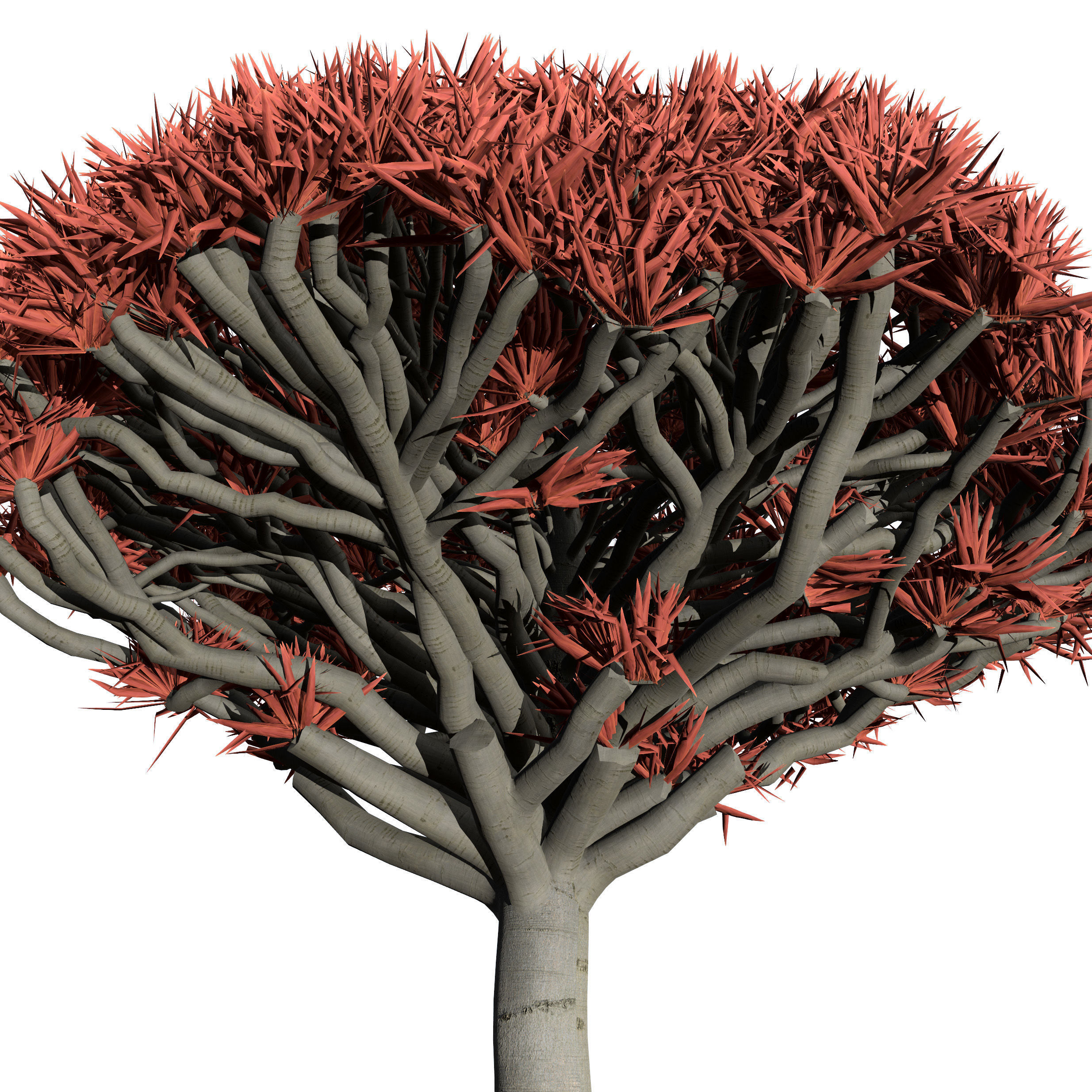 Dragon Blood Tree 3D Model Low-poly 3D model_3
