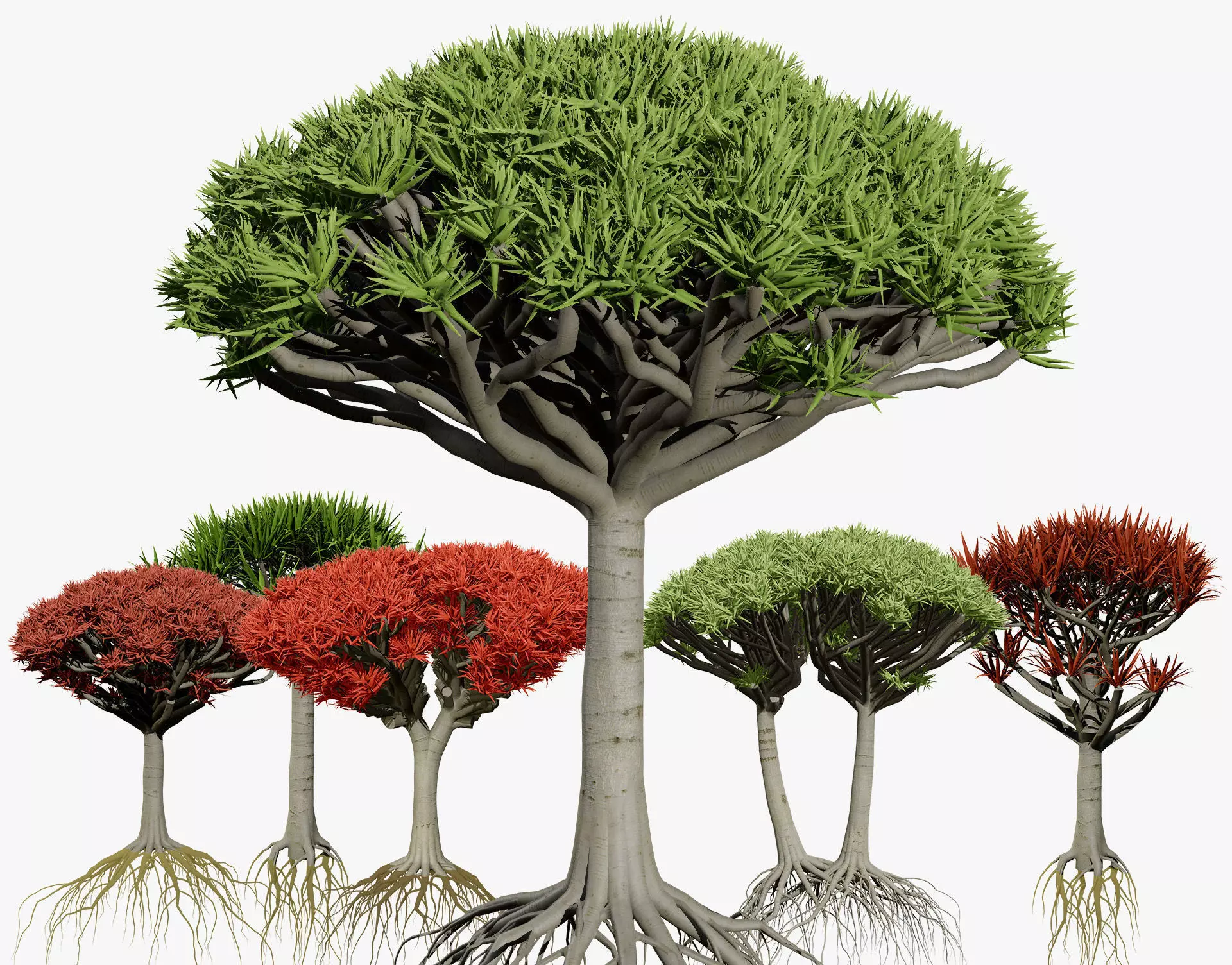 Dragon Blood Tree 3D Model Low-poly 3D model_0