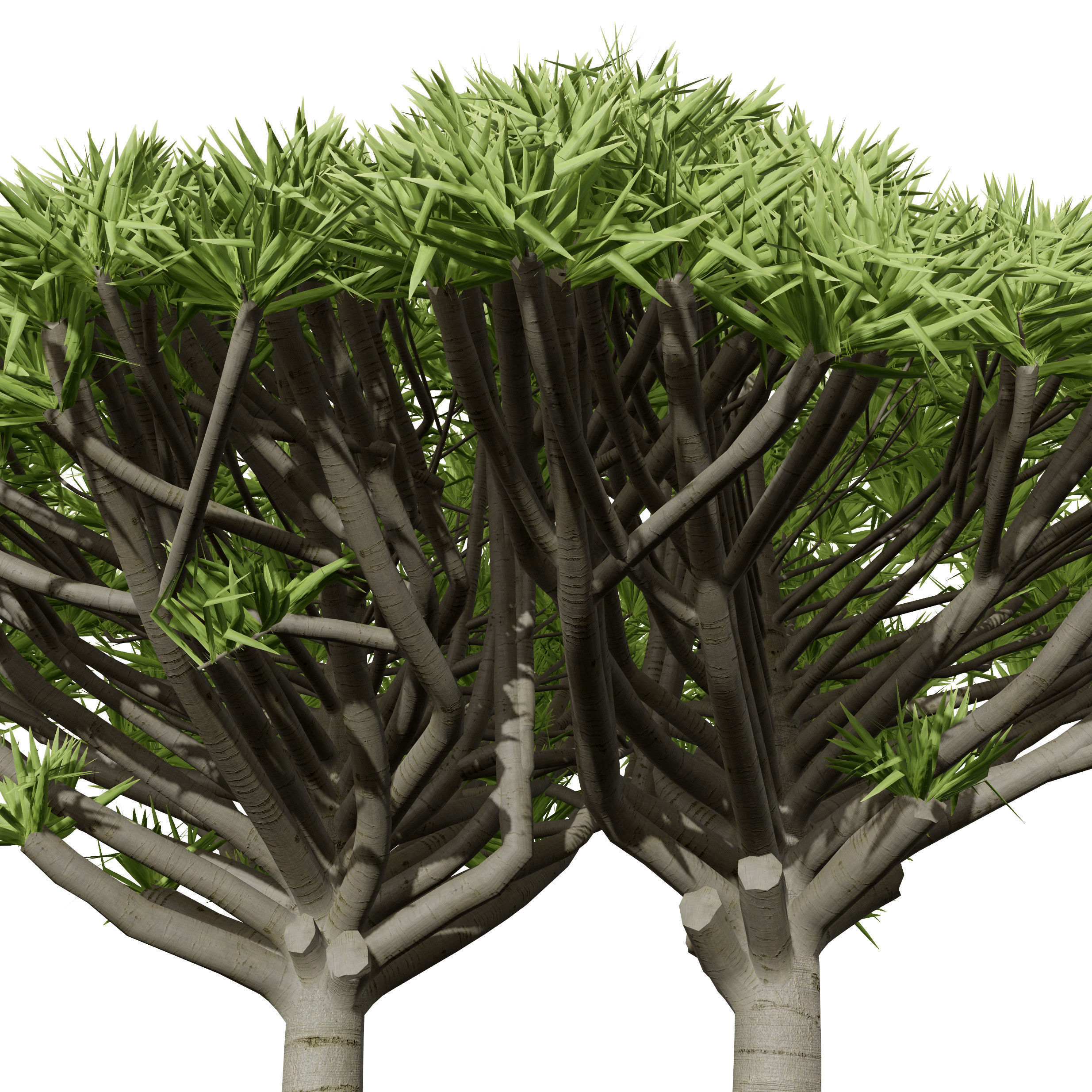 Dragon Blood Tree 3D Model Low-poly 3D model_8