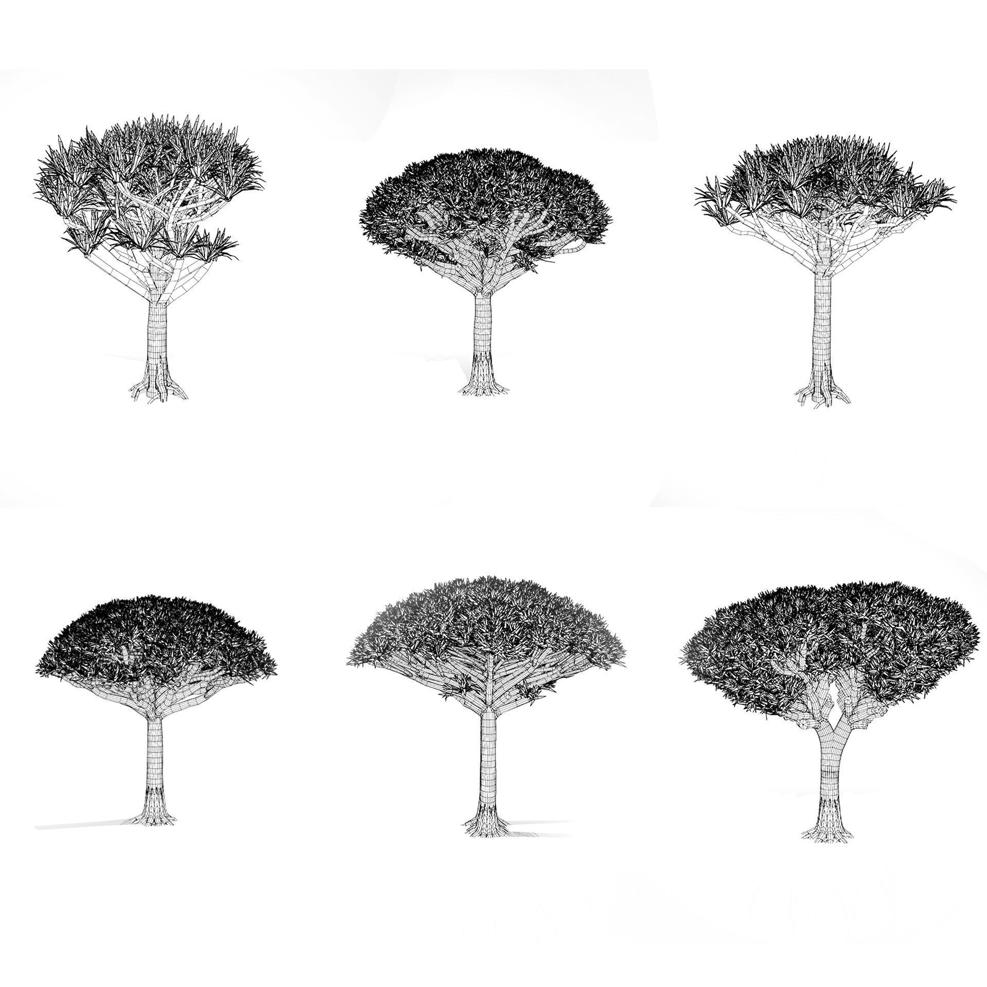 Dragon Blood Tree 3D Model Low-poly 3D model_9