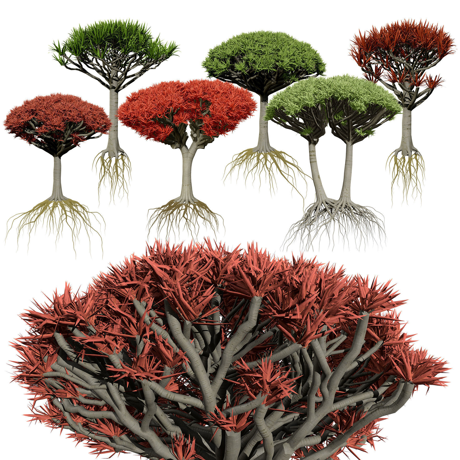 Dragon Blood Tree 3D Model Low-poly 3D model_2