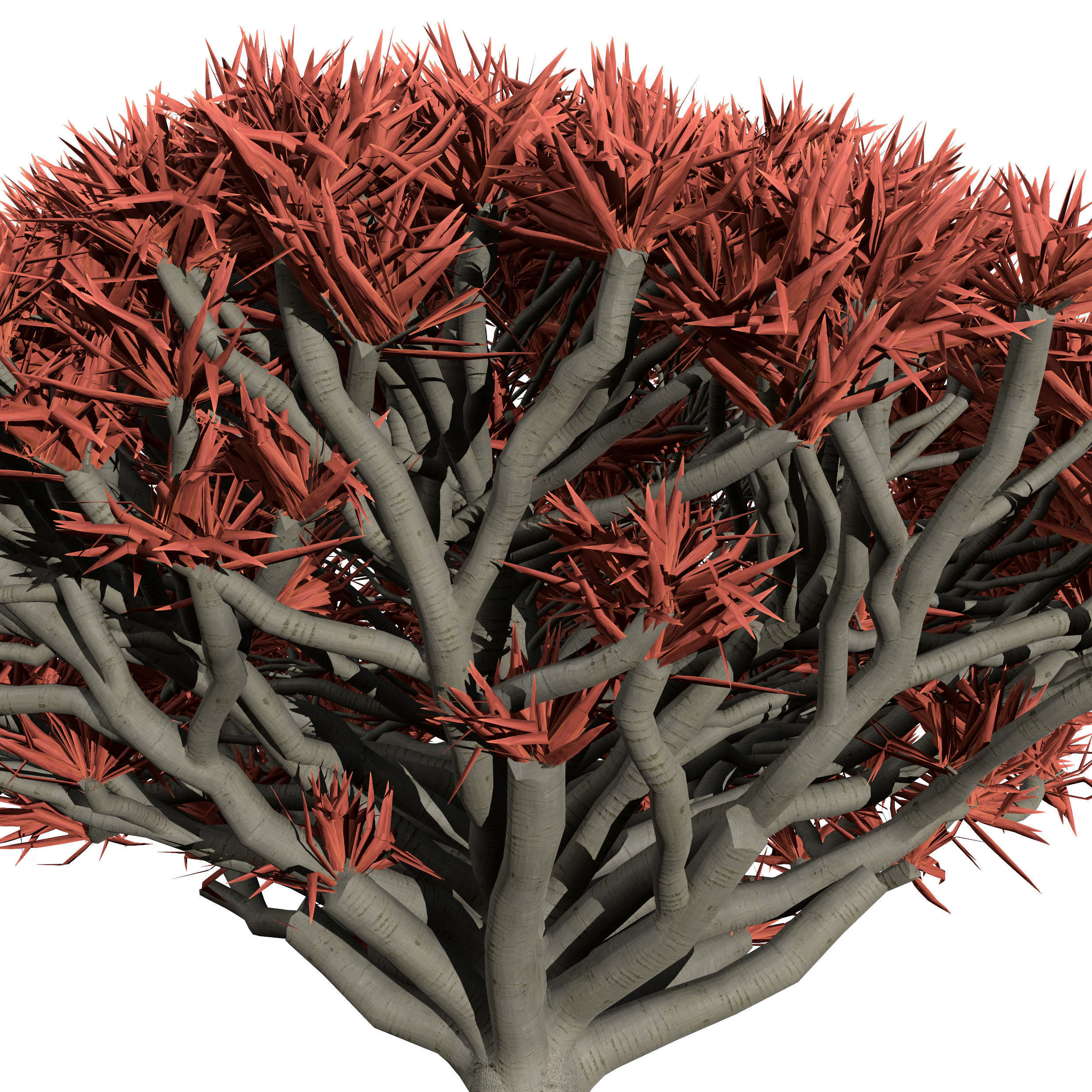 Dragon Blood Tree 3D Model Low-poly 3D model_4