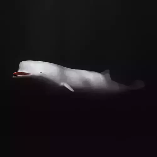 Northern Bottlenose Whale Low-poly 3D model