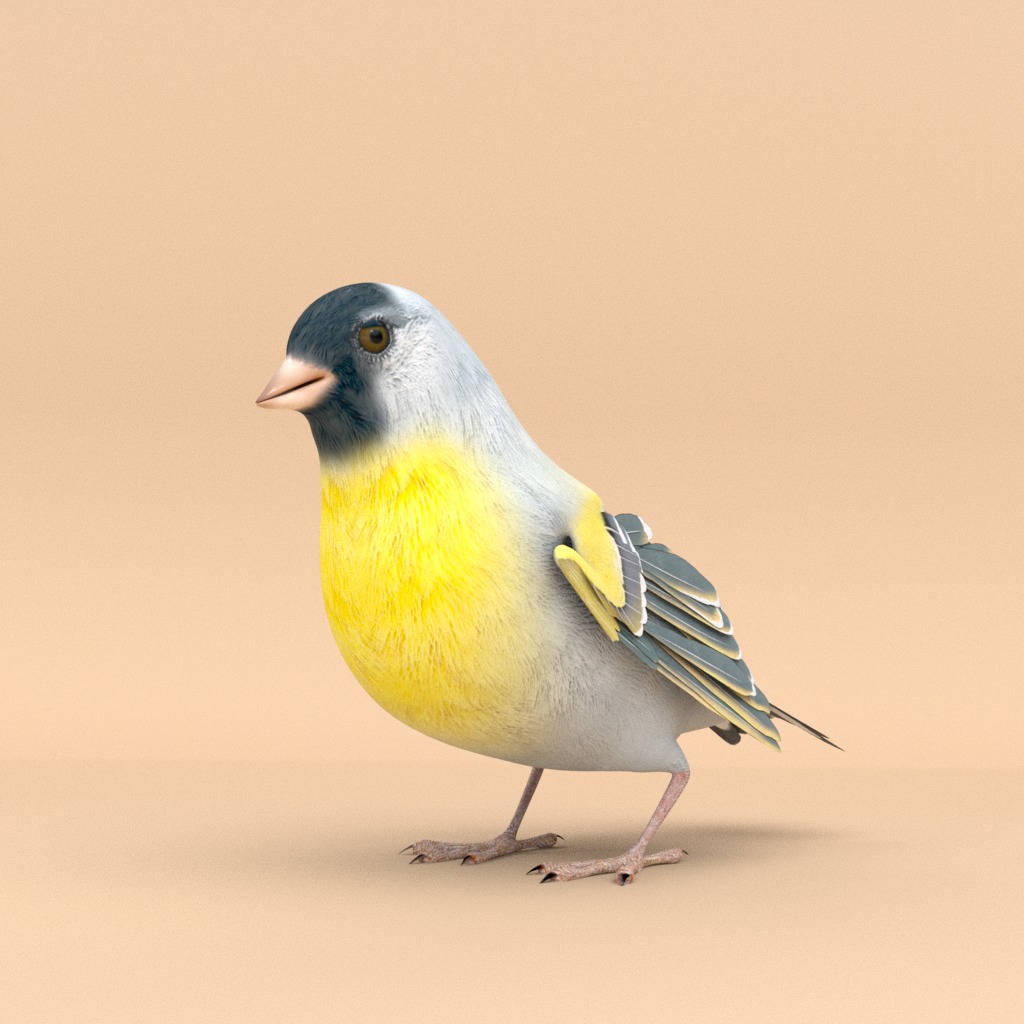3D Bird Pack Lawrence Finch Male and Female Low-poly 3D model  Low-poly 3D model_4