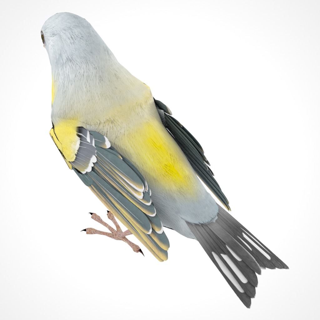 3D Bird Pack Lawrence Finch Male and Female Low-poly 3D model  Low-poly 3D model_19