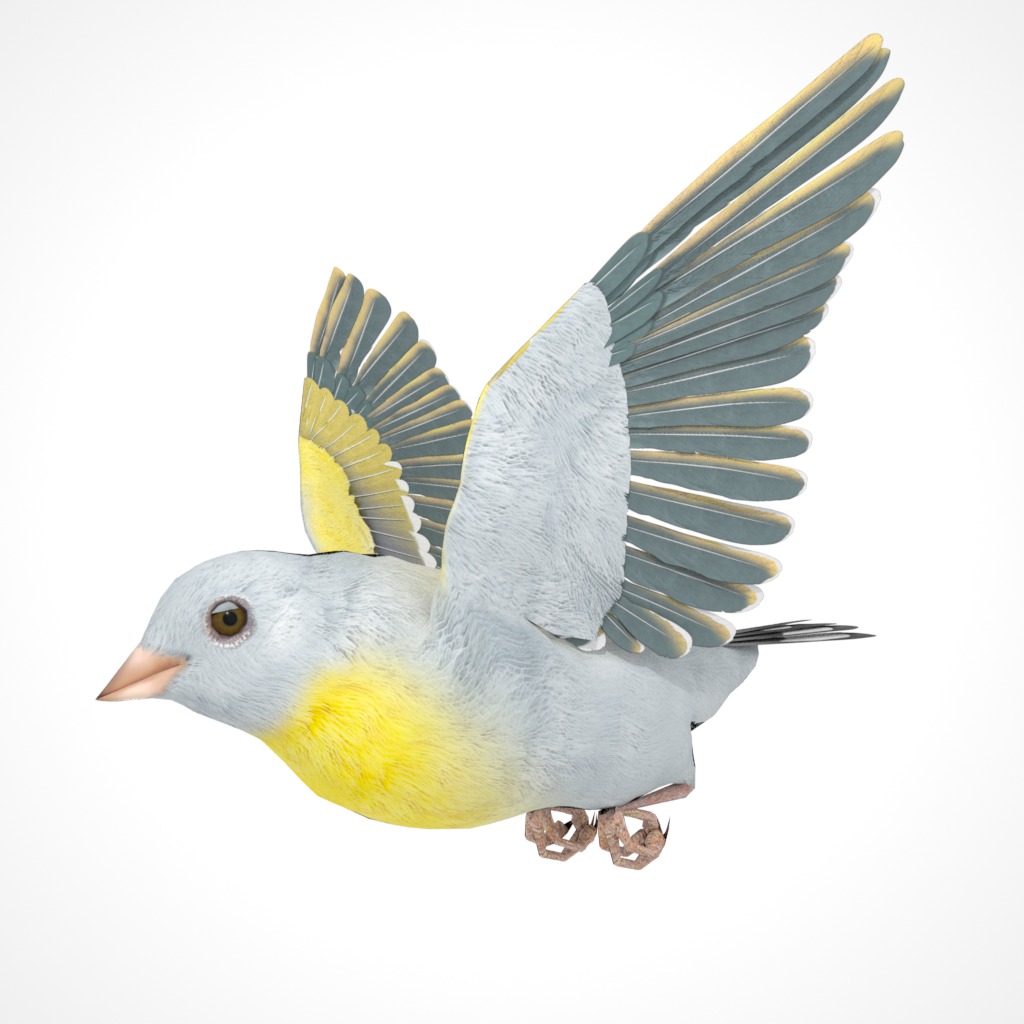 3D Bird Pack Lawrence Finch Male and Female Low-poly 3D model  Low-poly 3D model_21