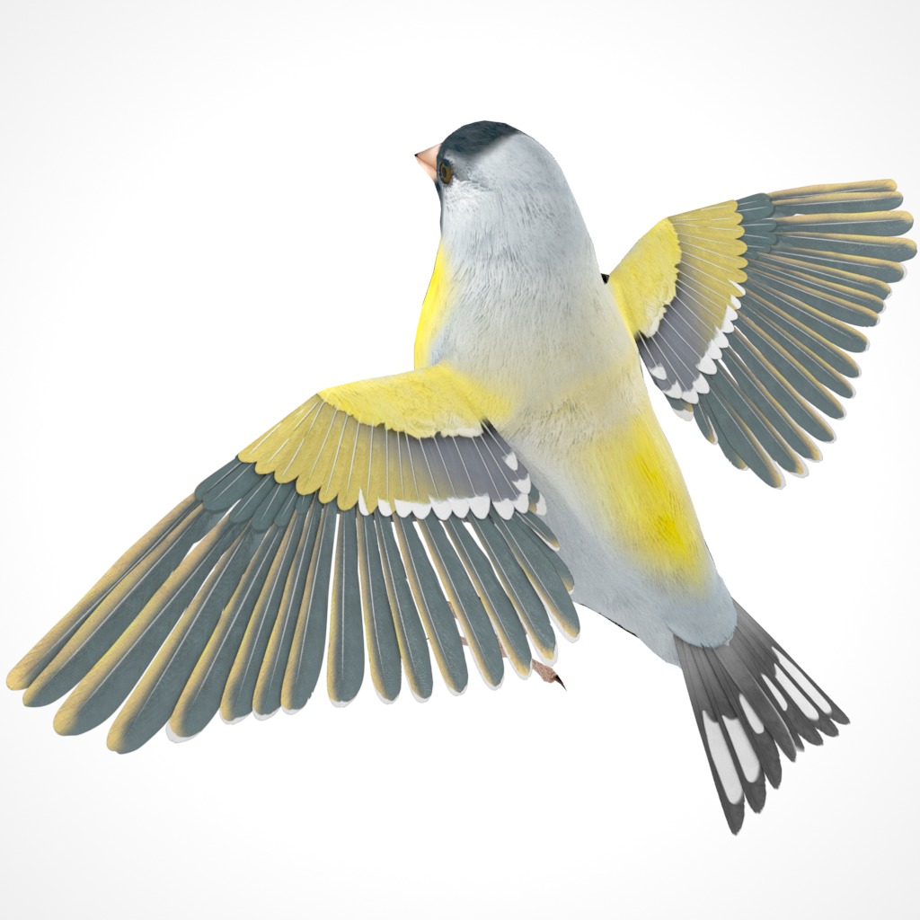 3D Bird Pack Lawrence Finch Male and Female Low-poly 3D model  Low-poly 3D model_8