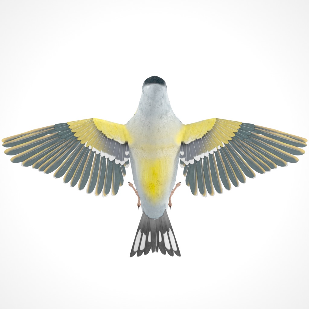 3D Bird Pack Lawrence Finch Male and Female Low-poly 3D model  Low-poly 3D model_10
