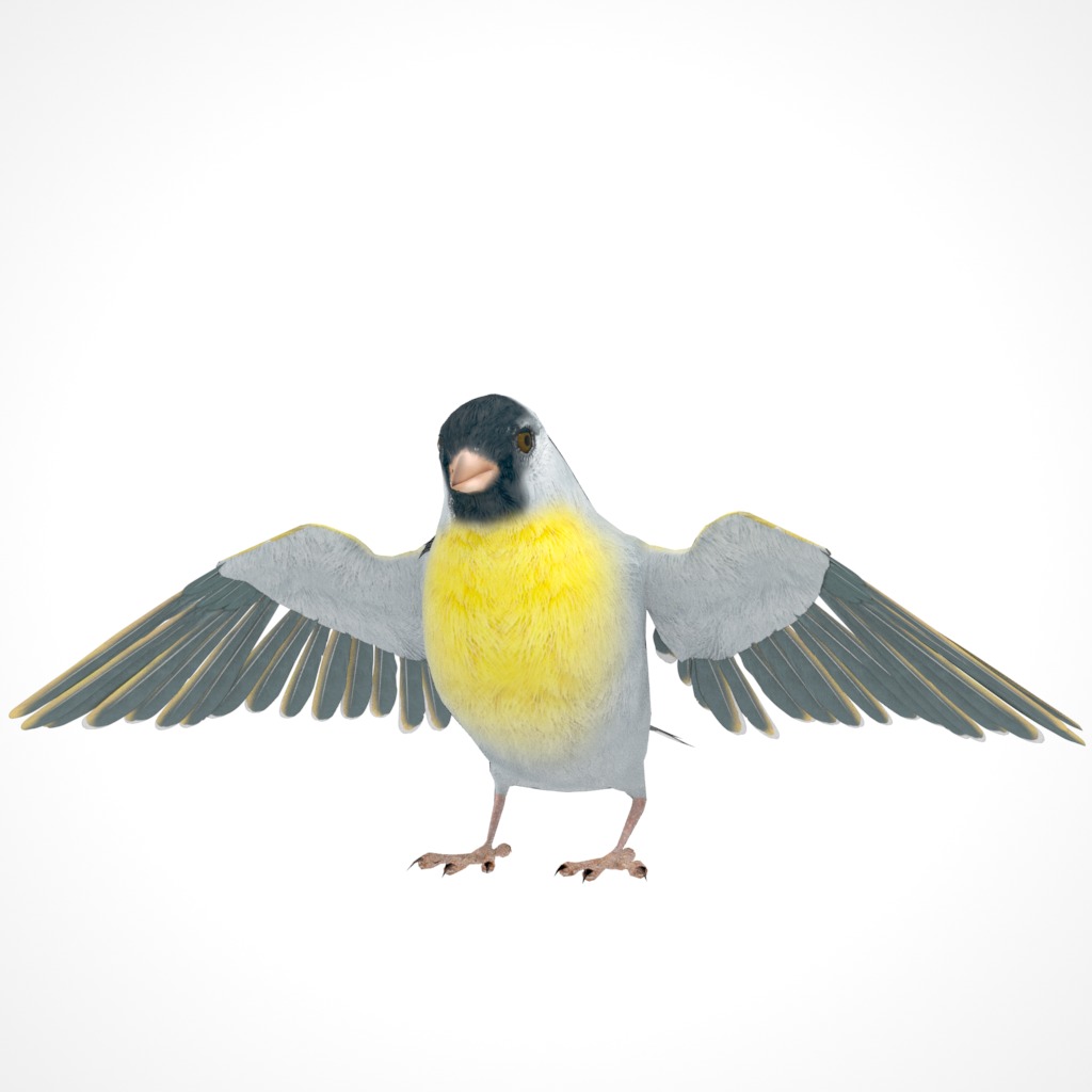 3D Bird Pack Lawrence Finch Male and Female Low-poly 3D model  Low-poly 3D model_24