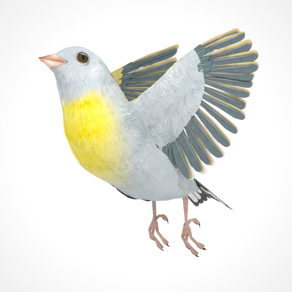 3D Bird Pack Lawrence Finch Male and Female Low-poly 3D model  Low-poly 3D model_27