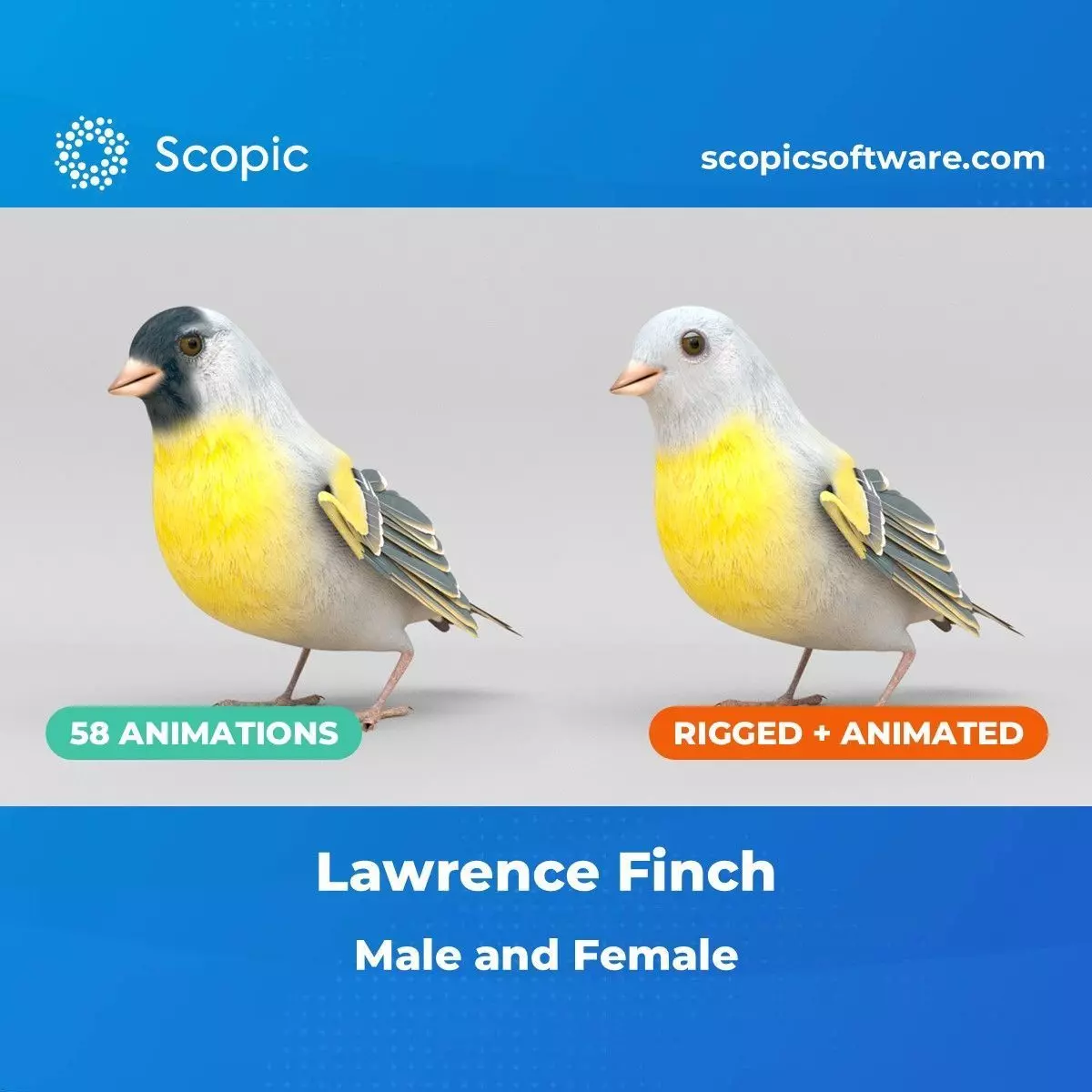 3D Bird Pack Lawrence Finch Male and Female Low-poly 3D model  Low-poly 3D model_0