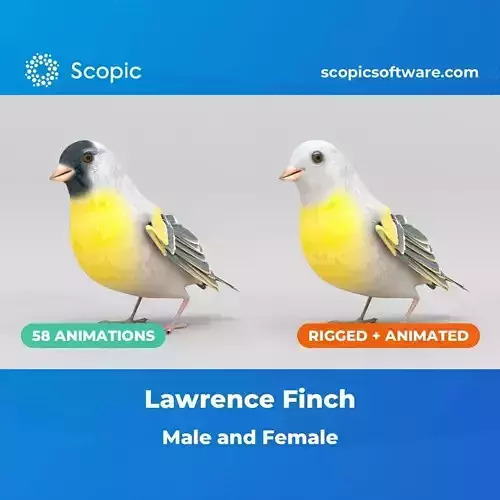 3D Bird Pack Lawrence Finch Male and Female Low-poly 3D model  Low-poly 3D model