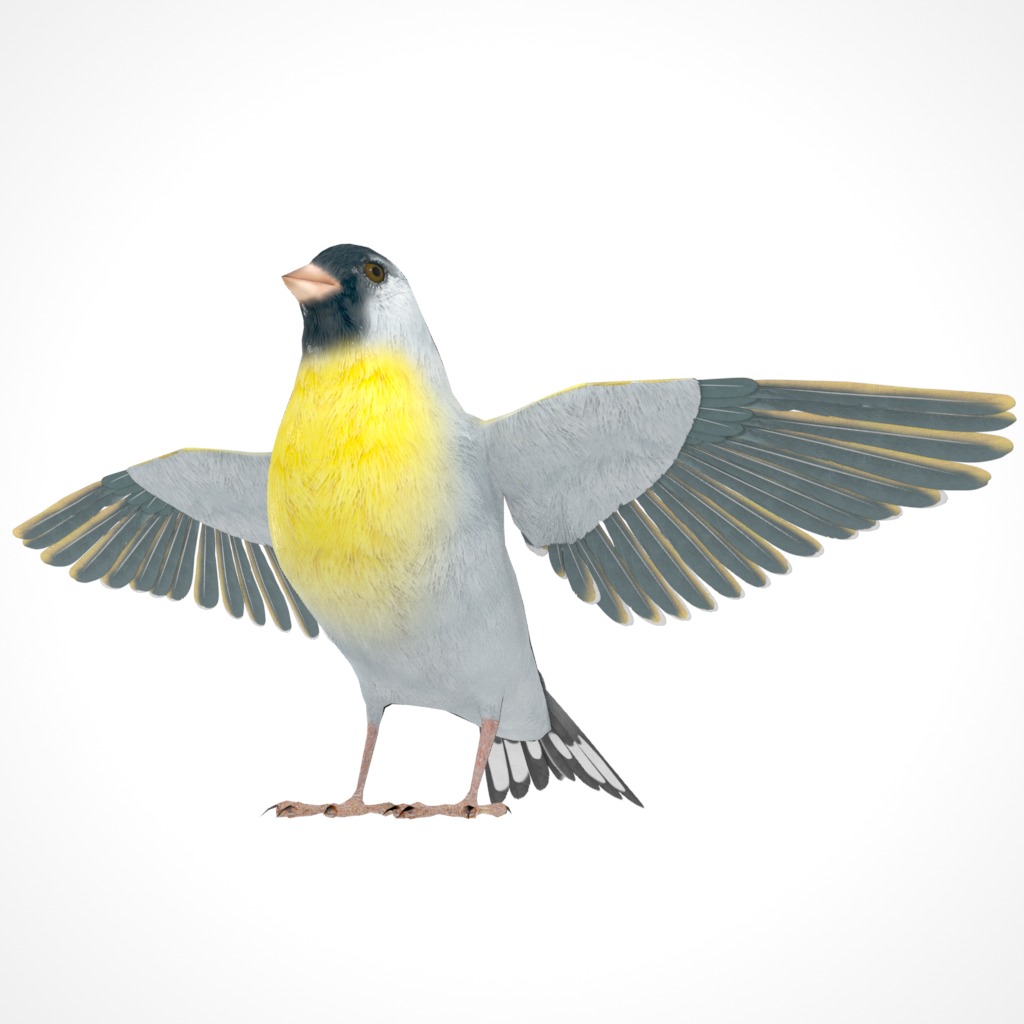 3D Bird Pack Lawrence Finch Male and Female Low-poly 3D model  Low-poly 3D model_6