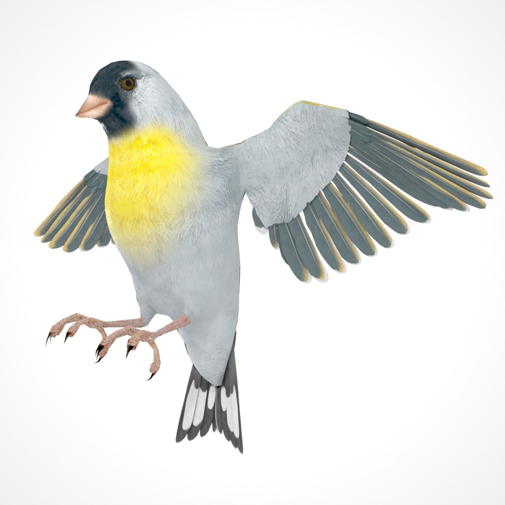3D Bird Pack Lawrence Finch Male and Female Low-poly 3D model  Low-poly 3D model_30