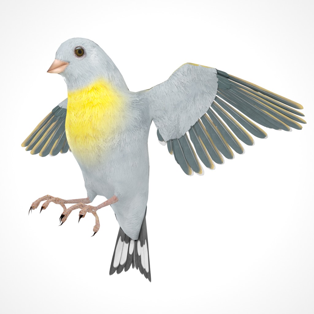 3D Bird Pack Lawrence Finch Male and Female Low-poly 3D model  Low-poly 3D model_29