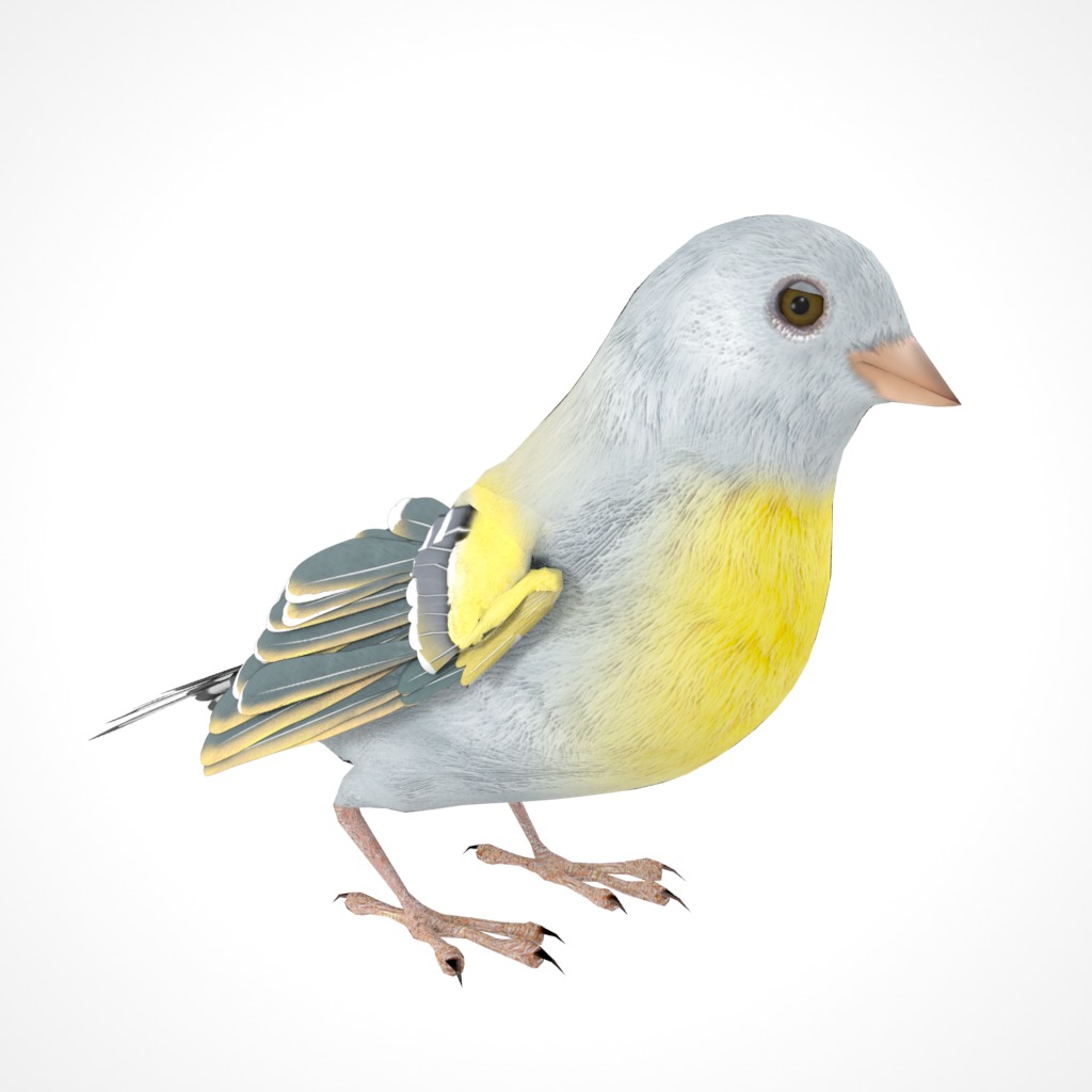 3D Bird Pack Lawrence Finch Male and Female Low-poly 3D model  Low-poly 3D model_17