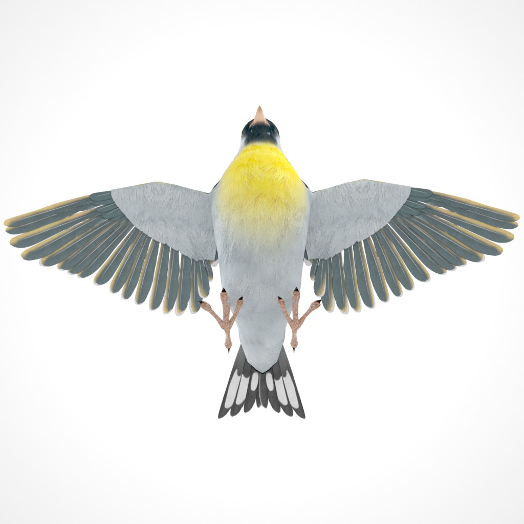 3D Bird Pack Lawrence Finch Male and Female Low-poly 3D model  Low-poly 3D model_16
