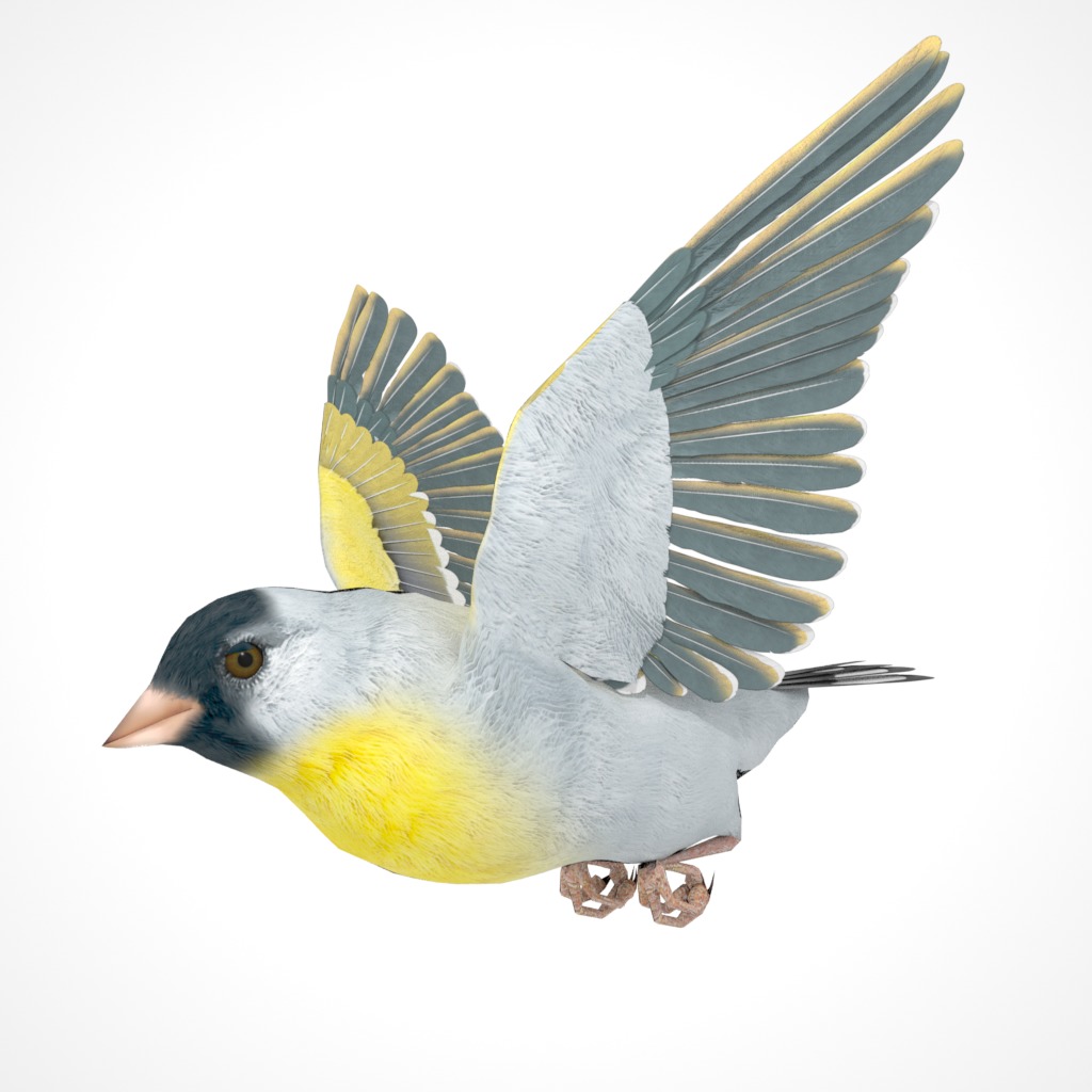 3D Bird Pack Lawrence Finch Male and Female Low-poly 3D model  Low-poly 3D model_22