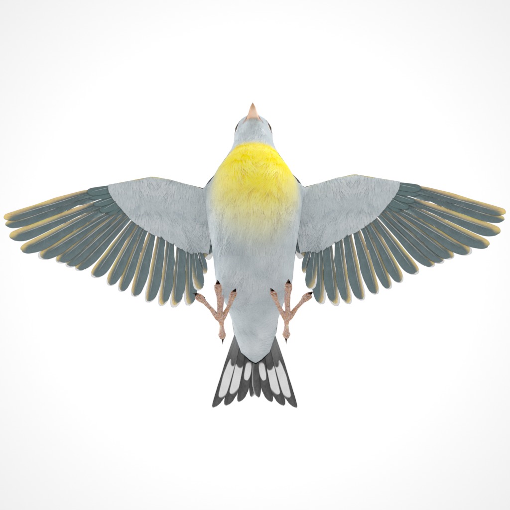 3D Bird Pack Lawrence Finch Male and Female Low-poly 3D model  Low-poly 3D model_15
