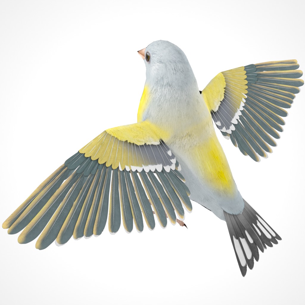 3D Bird Pack Lawrence Finch Male and Female Low-poly 3D model  Low-poly 3D model_7