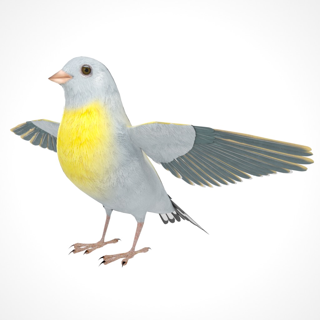 3D Bird Pack Lawrence Finch Male and Female Low-poly 3D model  Low-poly 3D model_11