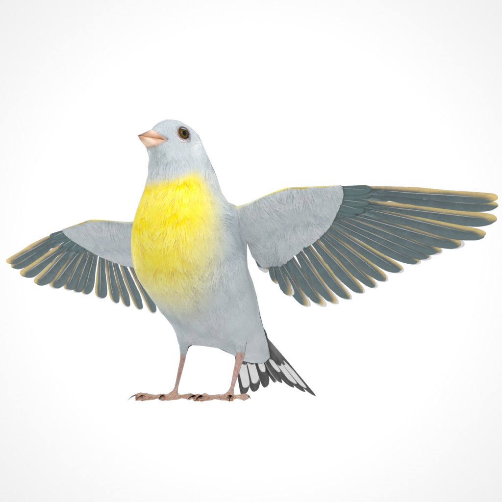 3D Bird Pack Lawrence Finch Male and Female Low-poly 3D model  Low-poly 3D model_5